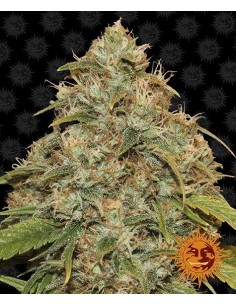 CBD Lemon Potion Auto - Barney' s Farm femminizzati Barney's Farm €39,00