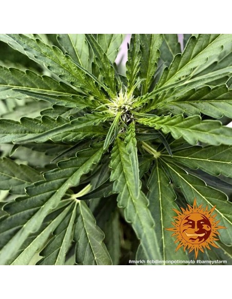 CBD Lemon Potion Auto - Barney' s Farm femminizzati Barney's Farm €39,00 CBD Lemon Potion Auto - Barney' s Farm femminizzati Barney's Farm €39,00