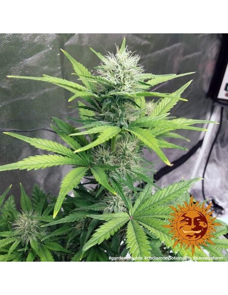 CBD Lemon Potion Auto - Barney' s Farm femminizzati Barney's Farm €39,00 CBD Lemon Potion Auto - Barney' s Farm femminizzati Barney's Farm €39,00