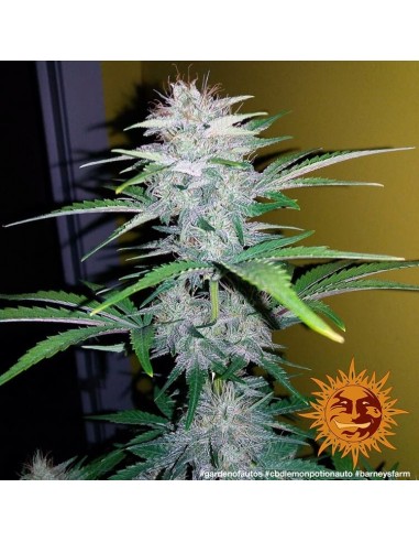 CBD Lemon Potion Auto - Barney' s Farm femminizzati Barney's Farm €39,00