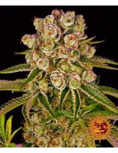 Kush Mintz - Barney's Farm femminizzati Barney's Farm €37,99