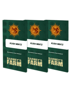 Kush Mintz - Barney's Farm femminizzati Barney's Farm €37,99 2