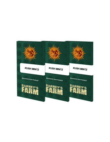 Kush Mintz - Barney's Farm femminizzati Barney's Farm €37,99