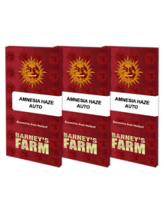 Amnesia Haze Auto - Barney's farm femminizzati Barney's Farm €25,00 2