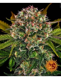 Strawberry Cheesecake Auto - Barney's Farm femminizzati Barney's Farm €35,01
