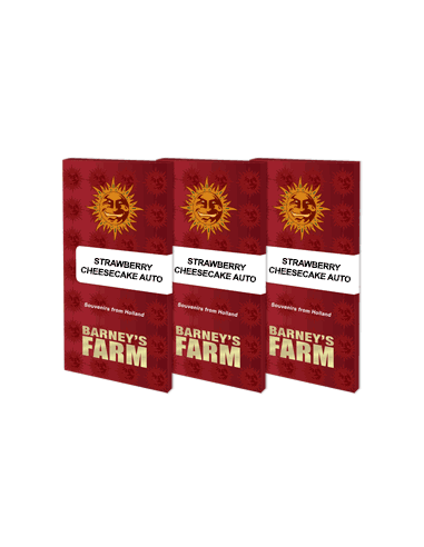 Strawberry Cheesecake Auto - Barney's Farm femminizzati Barney's Farm €35,01