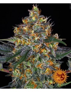 Moby Dick Auto - Barney's Farm femminizzati Barney's Farm €25,00