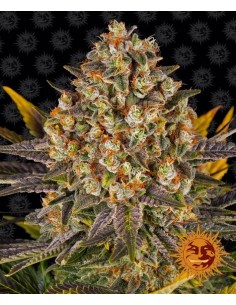 Banana Punch - Barney's Farm femminizzati Barney's Farm €37,99