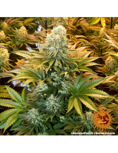 Banana Punch - Barney's Farm femminizzati Barney's Farm €37,99 2