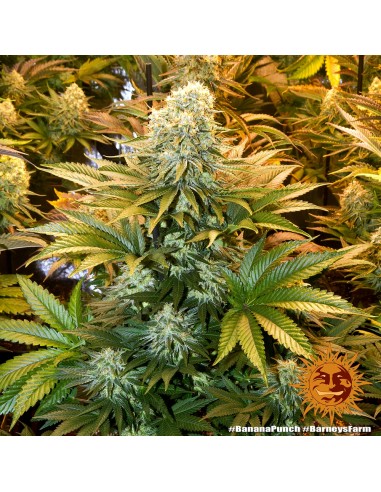 Banana Punch - Barney's Farm femminizzati Barney's Farm €37,99