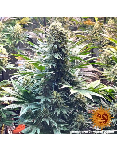 Banana Punch - Barney's Farm femminizzati Barney's Farm €37,99