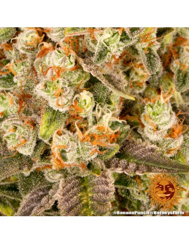 Banana Punch - Barney's Farm femminizzati Barney's Farm €37,99