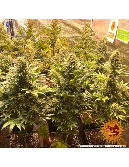 Banana Punch - Barney's Farm femminizzati Barney's Farm €37,99 Banana Punch - Barney's Farm femminizzati Barney's Farm €37,99