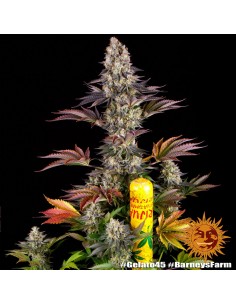Gelato 45 - Barney's Farm femminizzati Barney's Farm €37,99 2