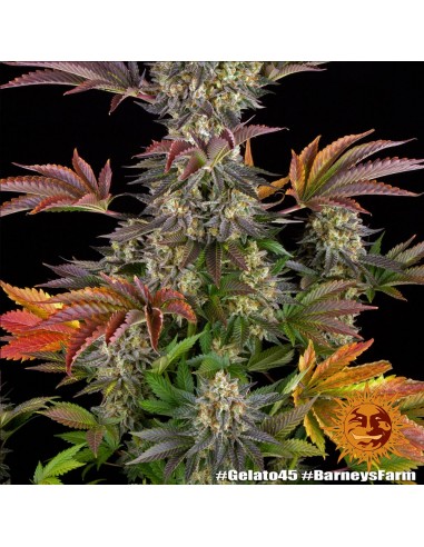 Gelato 45 - Barney's Farm femminizzati Barney's Farm €37,99