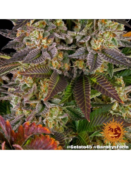 Gelato 45 - Barney's Farm femminizzati Barney's Farm €37,99