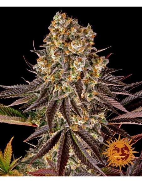 Gelato 45 - Barney's Farm femminizzati Barney's Farm €37,99