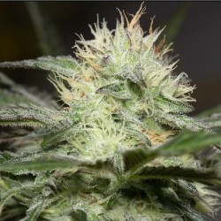 Lemon Sorbet - Silent Seeds femminizzati Silent Seeds €27,00