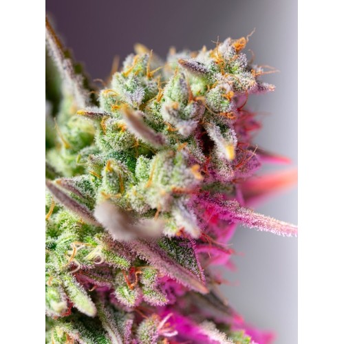 Sweet Mimosa XL Auto - Sweet Seeds femminizzati Sweet Seeds €28,00