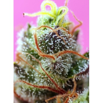 Sweet Mimosa XL Auto - Sweet Seeds femminizzati Sweet Seeds €28,00 2