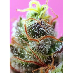 Sweet Mimosa XL Auto - Sweet Seeds femminizzati Sweet Seeds €28,00