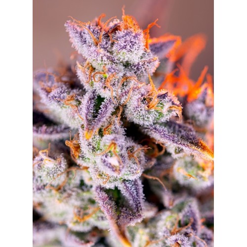 Tropicanna Poison XL Auto - Sweet Seeds femminizzati Sweet Seeds €25,00