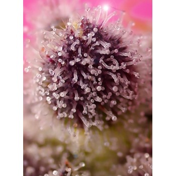 Tropicanna Poison XL Auto - Sweet Seeds femminizzati Sweet Seeds €25,00 2