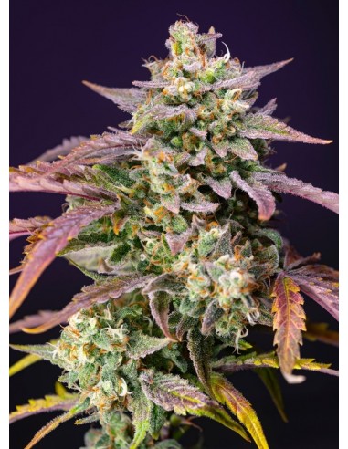 Purple Punch OG XL Auto - Sweet Seeds femminizzati Sweet Seeds €30,00