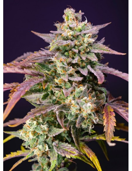 Purple Punch OG XL Auto - Sweet Seeds femminizzati Sweet Seeds €30,00
