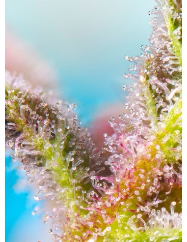 Purple Punch OG XL Auto - Sweet Seeds femminizzati Sweet Seeds €30,00