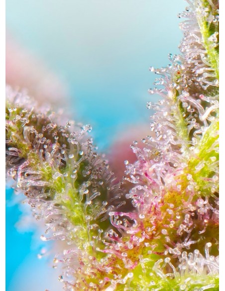 Purple Punch OG XL Auto - Sweet Seeds femminizzati Sweet Seeds €30,00