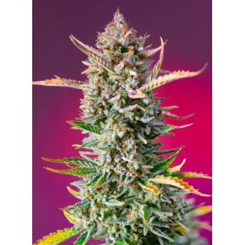 Gorilla Sherbet F1 Fast Version Sweet Seeds €28,00 2