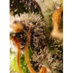 Gorilla Sherbet F1 Fast Version Sweet Seeds €28,00