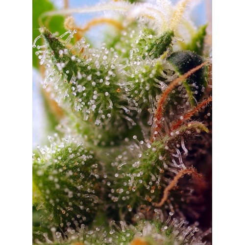 Skywalker OG Runtz XL Auto - Sweet Seeds femminizzati Sweet Seeds €27,00