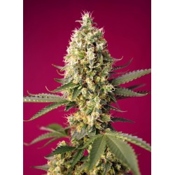 Skywalker OG Runtz XL Auto - Sweet Seeds femminizzati Sweet Seeds €27,00