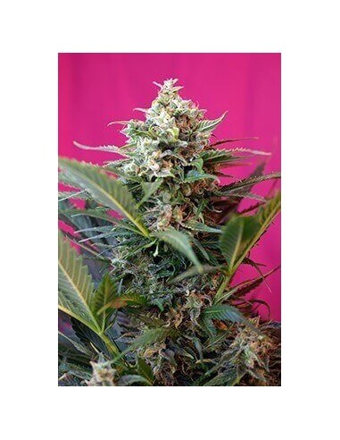 Big Devil XL Auto - Sweet Seeds femminizzati Sweet Seeds €29,50