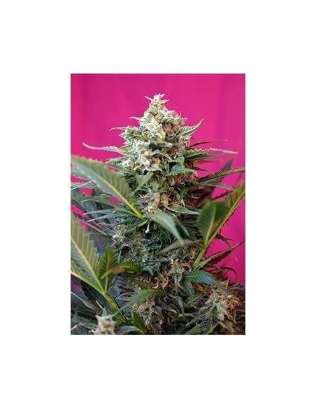 Big Devil XL Auto - Sweet Seeds femminizzati Sweet Seeds €29,50