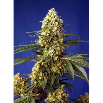 Strawberry Banana Gelato XL Auto - Sweet Seeds femminizzati Sweet Seeds €27,00 2