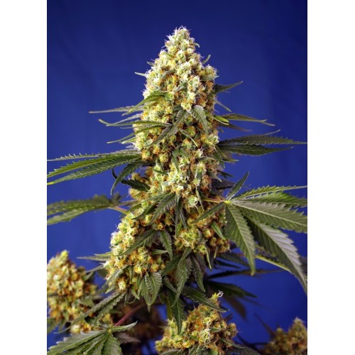 Strawberry Banana Gelato XL Auto - Sweet Seeds femminizzati Sweet Seeds €27,00