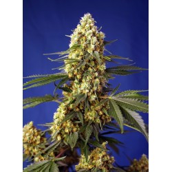 Strawberry Banana Gelato XL Auto - Sweet Seeds femminizzati Sweet Seeds €27,00