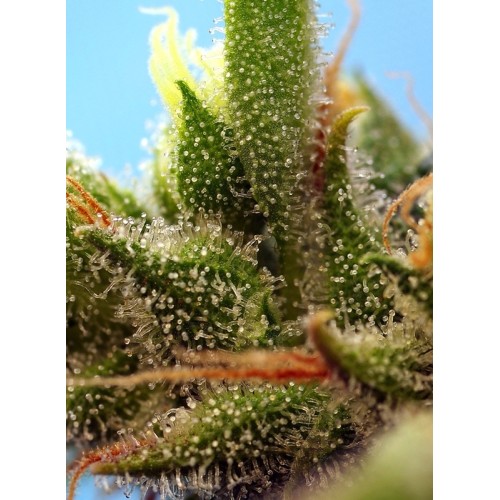 Strawberry Banana Gelato XL Auto - Sweet Seeds femminizzati Sweet Seeds €27,00