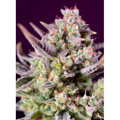 Sweet Zenzation XL Auto - Sweet Seeds femminizzati Sweet Seeds €31,00