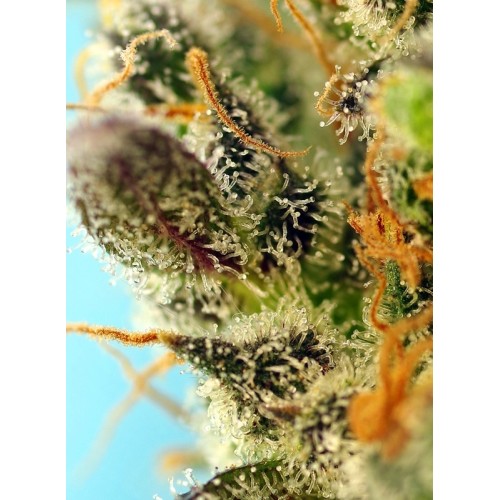 Sweet Zenzation XL Auto - Sweet Seeds femminizzati Sweet Seeds €31,00