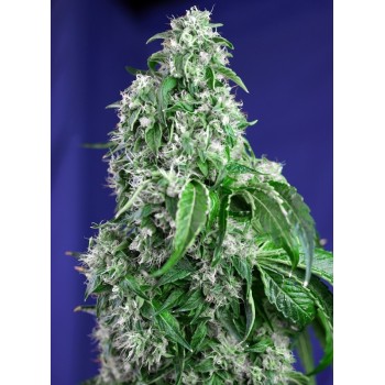 Big Devil F1 Fast Version - Sweet Seeds femminizzati Sweet Seeds €22,90 2
