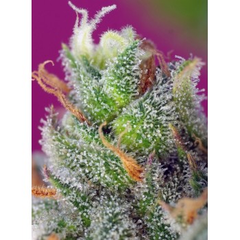 Black Jack CBD - Sweet Seeds femminizzati Sweet Seeds €27,00 2