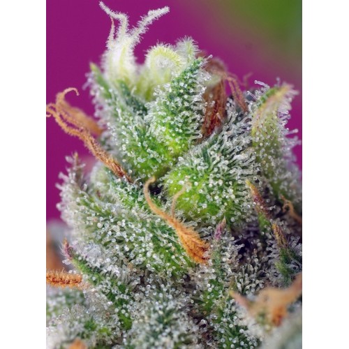 Black Jack CBD - Sweet Seeds femminizzati Sweet Seeds €27,00
