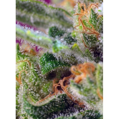 Black Jack CBD - Sweet Seeds femminizzati Sweet Seeds €27,00