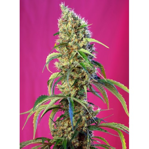 Black Jack CBD - Sweet Seeds femminizzati Sweet Seeds €27,00