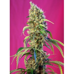 Black Jack CBD - Sweet Seeds femminizzati Sweet Seeds €27,00 Black Jack CBD - Sweet Seeds femminizzati Sweet Seeds €27,00