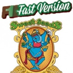 Black Jack F1 - Sweet Seeds femminizzati Sweet Seeds €22,50